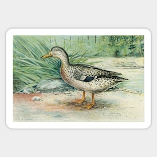 Mallard Duck Digitally Enhanced Sticker